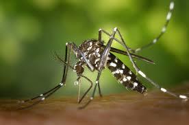 Chikungunya, dengue, zika : le moustique vecteur de ces maladies sous surveillance du 1/05 au 30/12 