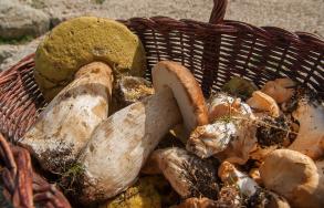 Forte hausse des intoxications graves par des champignons : Faites identifier les champignons  ! 